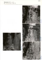 Glanum - Monument LI (pl.8) - Mur est, face ouest, et blocs 18