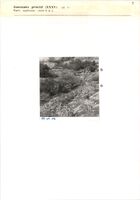 Glanum - Sanctuaire primitif (XXXV) - (pl. 1) - Partie supérieure ; murs b et e