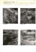 Glanum - Sanctuaire primitif (XXXV) - (pl. 1) - Partie supérieure ; mur e : retour au sud, vu du sud-ouest (1) et du sud-est (2), extrémité nord (3) ; mur d vu de l'est (4)